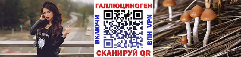 где купить наркоту  Бологое  Псилоцибиновые грибы Psilocybine cubensis 